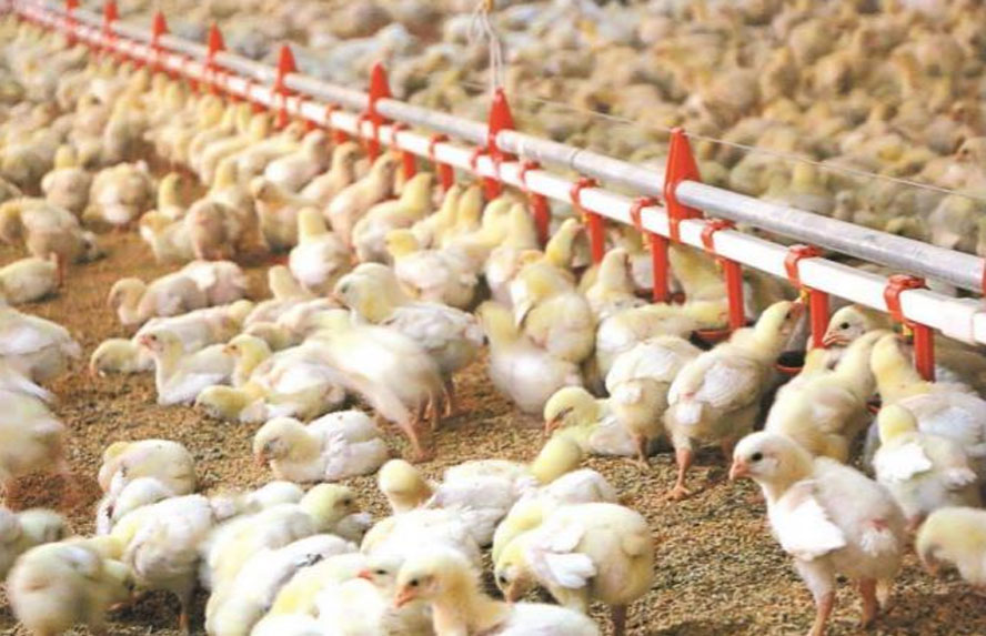 Broiler Rearing Equipment