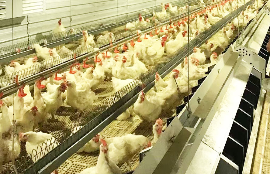 Breeder Rearing Equipments