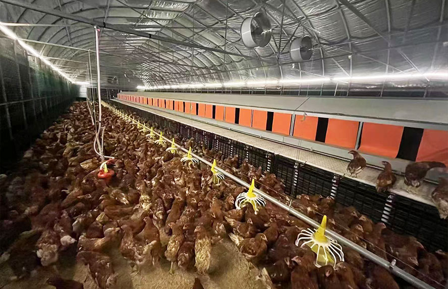 蛋鸡养殖设备