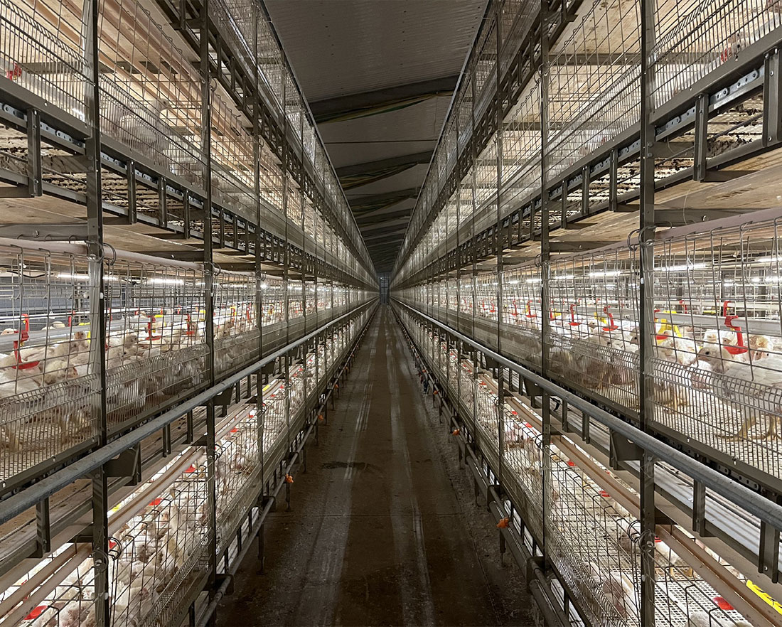肉鸡笼养设备运行注意事项