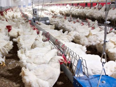 自动产蛋箱(SKA)