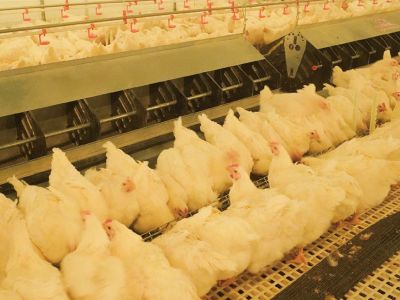 种鸡链式喂料系统