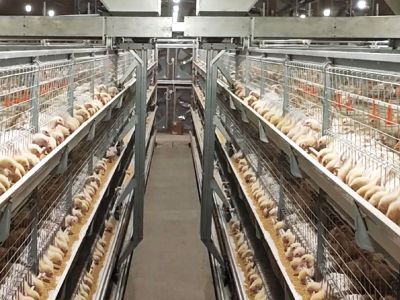 NSM100A型层叠式肉鸡笼养系统