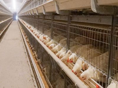 DSM系列层叠式肉鸡笼养系统