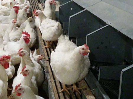 自动产蛋箱(大窝)