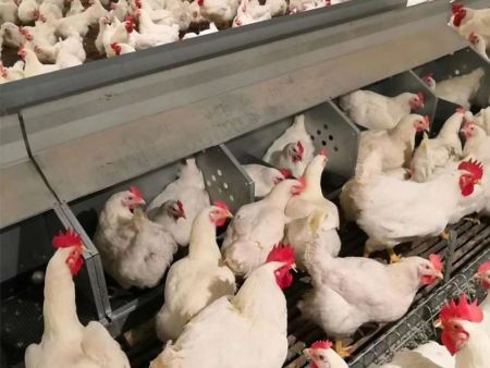 自动产蛋箱(小窝)