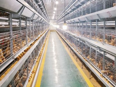 Cage for Layer Pullet