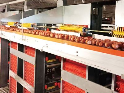 Automated Egg Collection