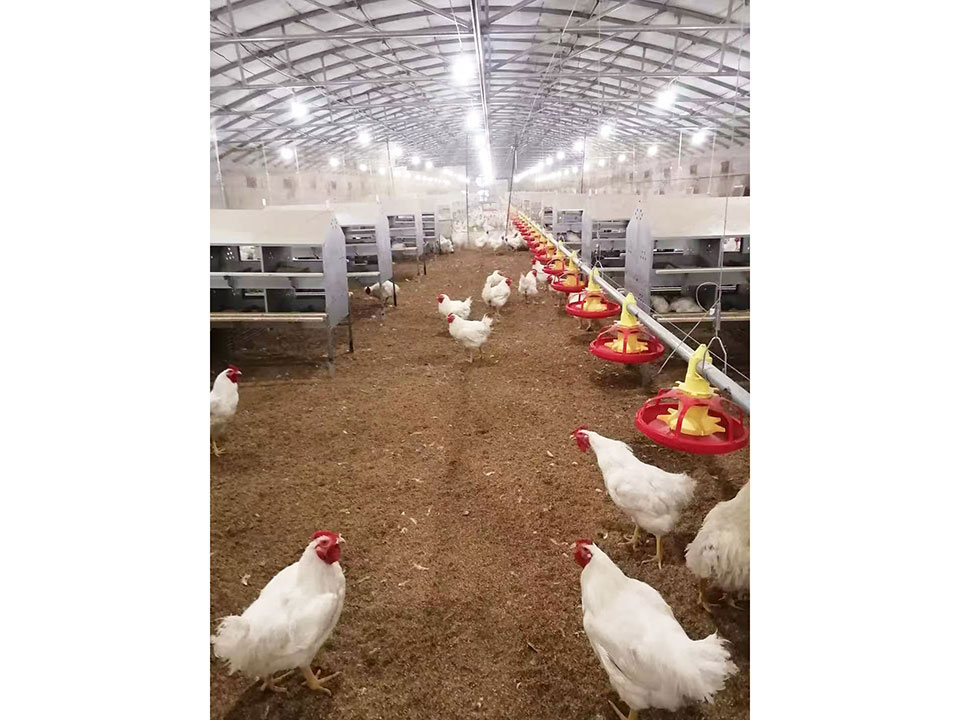 1774584020314210.jpg 20250507104847681aca0f8b2c9.jpg